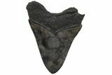 Serrated, Fossil Megalodon Tooth - South Carolina #210758-1